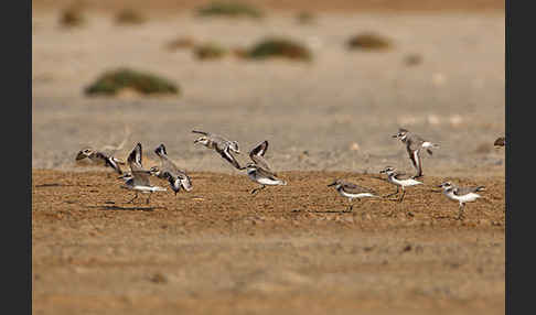 Wüstenregenpfeifer (Charadrius leschenaultii)