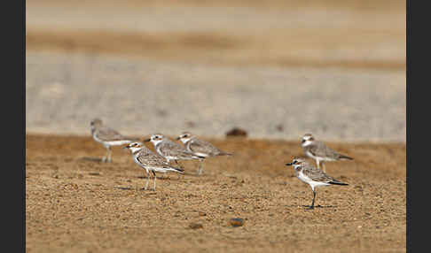 Wüstenregenpfeifer (Charadrius leschenaultii)