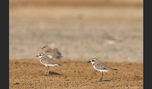 Wüstenregenpfeifer (Charadrius leschenaultii)