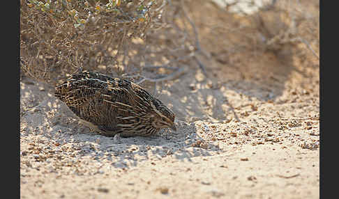 Wachtel (Coturnix coturnix)