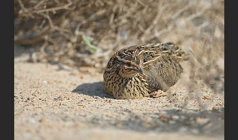 Wachtel (Coturnix coturnix)