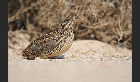 Wachtel (Coturnix coturnix)