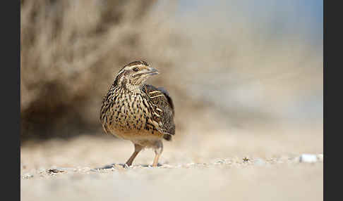 Wachtel (Coturnix coturnix)