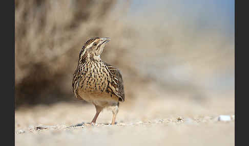 Wachtel (Coturnix coturnix)