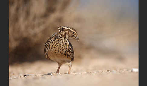 Wachtel (Coturnix coturnix)