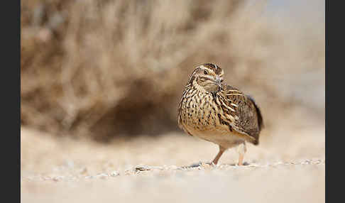 Wachtel (Coturnix coturnix)