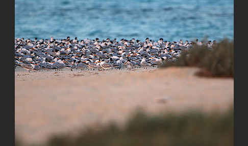 Rüppellseeschwalbe (Sterna bengalensis)