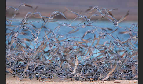 Rüppellseeschwalbe (Sterna bengalensis)