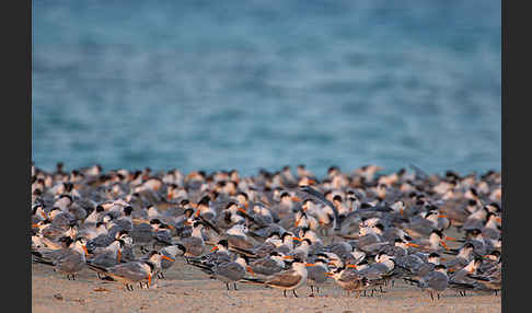 Rüppellseeschwalbe (Sterna bengalensis)