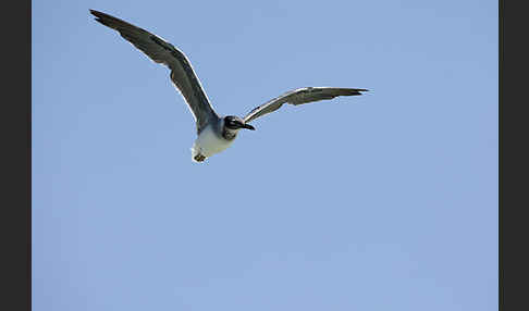 Weißaugenmöwe (Larus leucophthalmus)