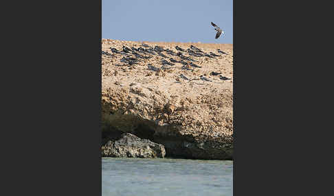 Weißaugenmöwe (Larus leucophthalmus)