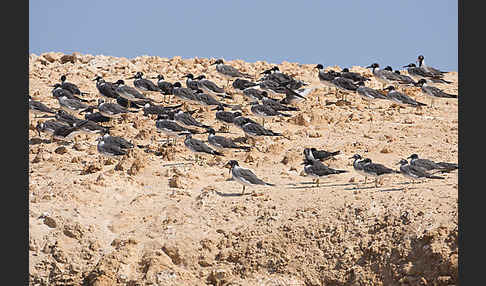 Weißaugenmöwe (Larus leucophthalmus)