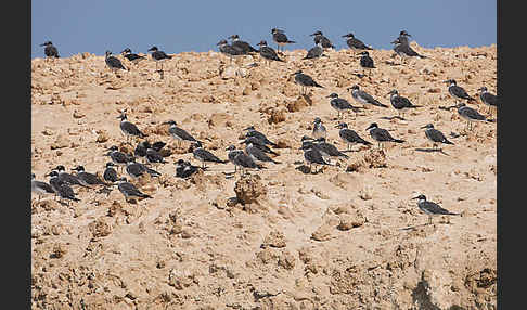 Weißaugenmöwe (Larus leucophthalmus)