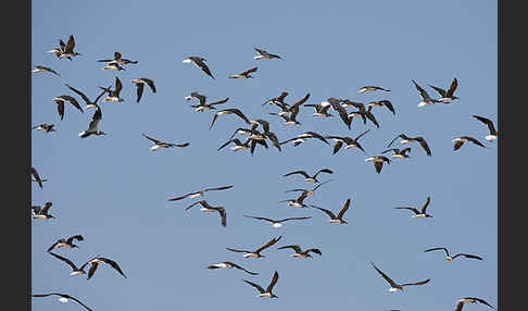 Weißaugenmöwe (Larus leucophthalmus)