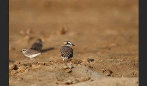 Wüstenregenpfeifer (Charadrius leschenaultii)