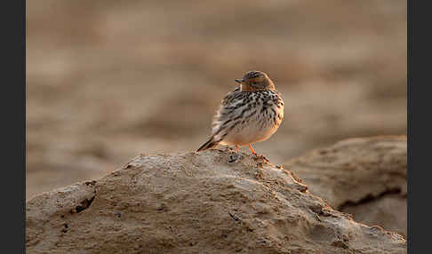 Rotkehlpieper (Anthus cervinus)