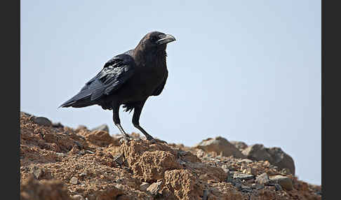 Wüstenrabe (Corvus ruficollis)