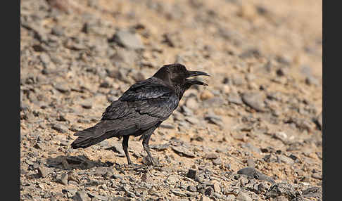 Wüstenrabe (Corvus ruficollis)