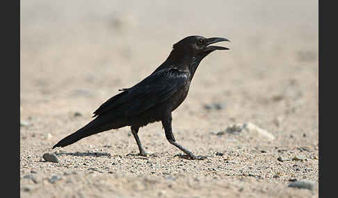 Wüstenrabe (Corvus ruficollis)