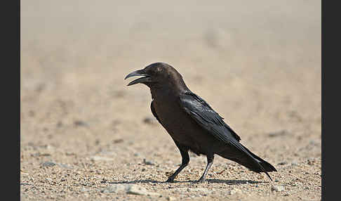 Wüstenrabe (Corvus ruficollis)