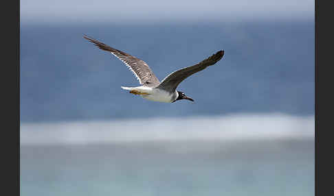 Weißaugenmöwe (Larus leucophthalmus)