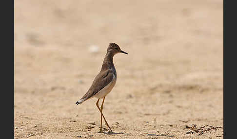 Weißschwanzkiebitz (Vanellus leucurus)