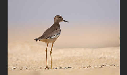 Weißschwanzkiebitz (Vanellus leucurus)