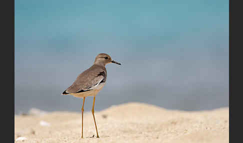 Weißschwanzkiebitz (Vanellus leucurus)