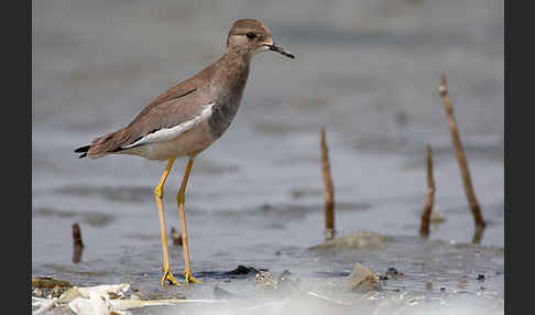 Weißschwanzkiebitz (Vanellus leucurus)