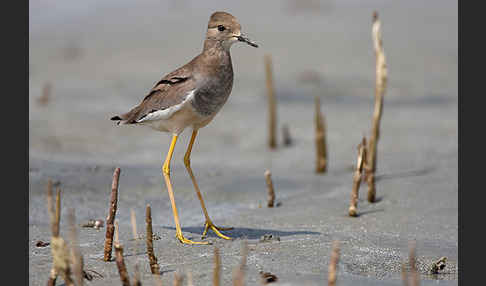 Weißschwanzkiebitz (Vanellus leucurus)