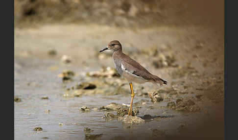 Weißschwanzkiebitz (Vanellus leucurus)