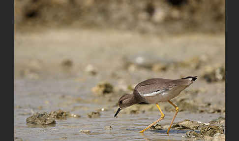 Weißschwanzkiebitz (Vanellus leucurus)