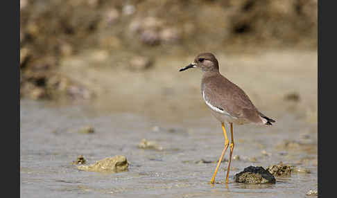 Weißschwanzkiebitz (Vanellus leucurus)