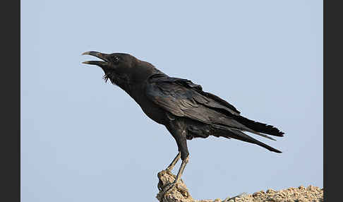 Wüstenrabe (Corvus ruficollis)