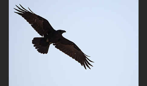 Wüstenrabe (Corvus ruficollis)