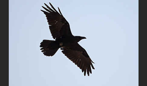 Wüstenrabe (Corvus ruficollis)