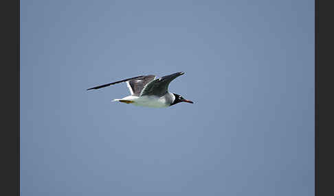 Weißaugenmöwe (Larus leucophthalmus)