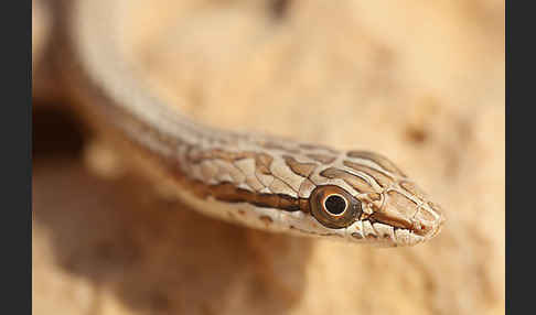 Sandrennnatter (Psammophis schokari)