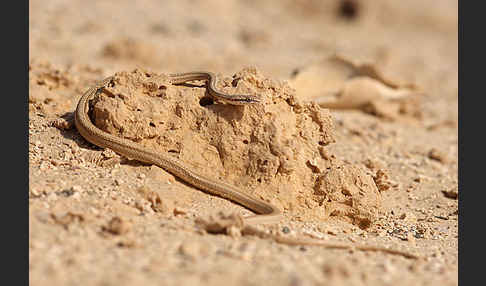 Sandrennnatter (Psammophis schokari)