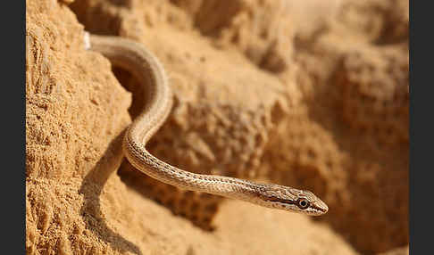 Sandrennnatter (Psammophis schokari)