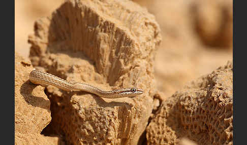 Sandrennnatter (Psammophis schokari)