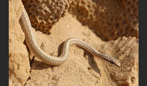 Sandrennnatter (Psammophis schokari)