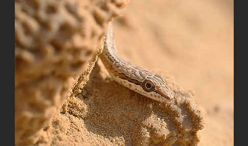 Sandrennnatter (Psammophis schokari)