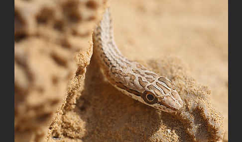 Sandrennnatter (Psammophis schokari)