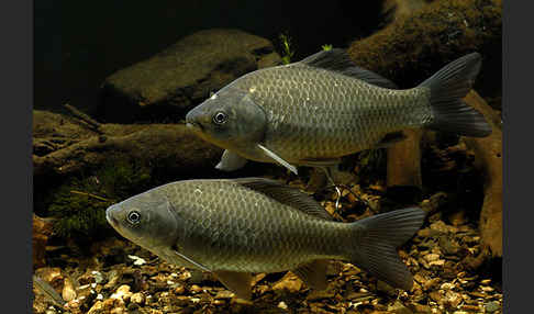 Giebel (Carassius gibelio)