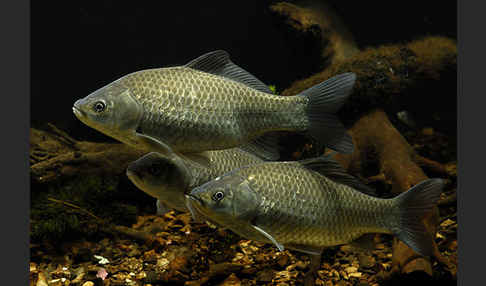 Giebel (Carassius gibelio)