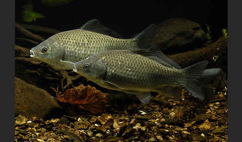 Giebel (Carassius gibelio)