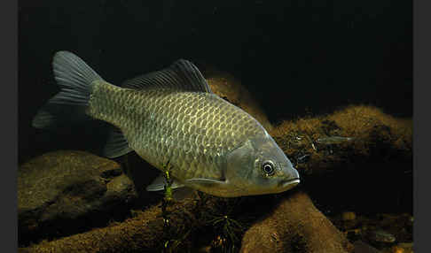 Giebel (Carassius gibelio)