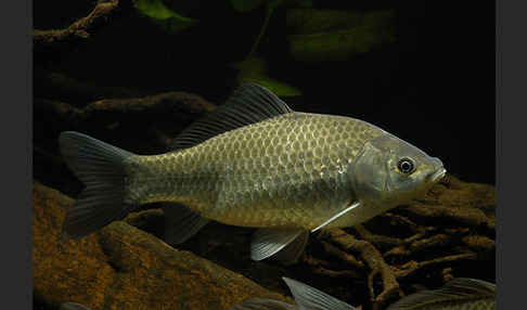 Giebel (Carassius gibelio)