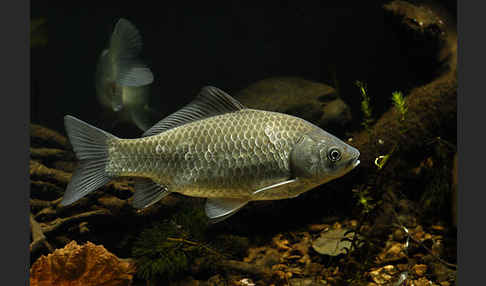 Giebel (Carassius gibelio)